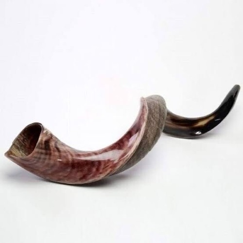Yemenite shofar kudu horn - yemenite,